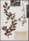 Foto von Salix aurita L. x Salix cinerea L.
